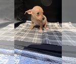 Small Photo #4 Chiweenie Puppy For Sale in SAINT AUGUSTINE, FL, USA