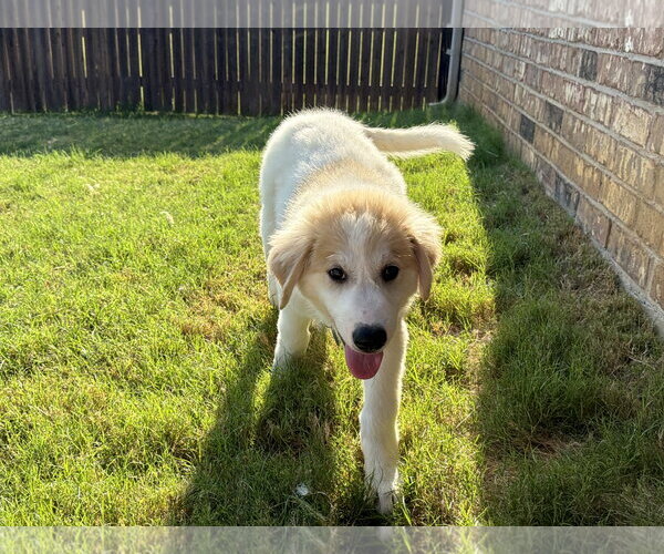 Medium Photo #4 Great Pyrenees-Unknown Mix Puppy For Sale in Dallas, TX, USA