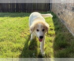 Small #3 Great Pyrenees Mix