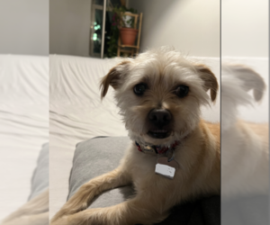 Benji in RI - Male Mutt Dog for Adoption - Photo #15