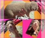 Puppy Puppy 4 American Bully