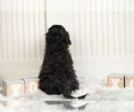 Small #5 Cockapoo