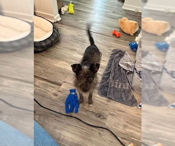 Medium Photo #4 Chihuahua-Unknown Mix Puppy For Sale in Sheboygan, WI, USA