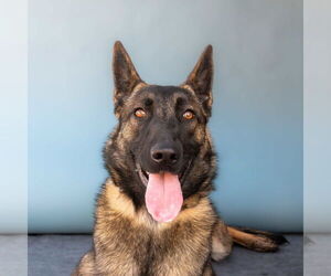 Mutt Dogs for adoption in Pasadena, CA, USA