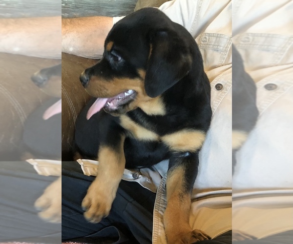 Medium Photo #2 Rottweiler Puppy For Sale in FORT MORGAN, CO, USA