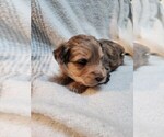 Small Aussiedoodle