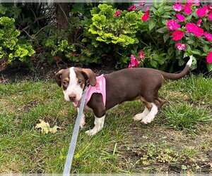 Labrador Retriever-Unknown Mix Dogs for adoption in Oakhurst, NJ, USA