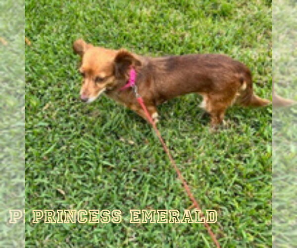 Medium Photo #2 Chiweenie Puppy For Sale in San Antonio, TX, USA