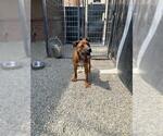 Small Black Mouth Cur Mix