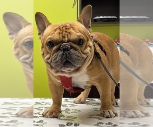 Father of the French Bulldog puppies born on 08/29/2024