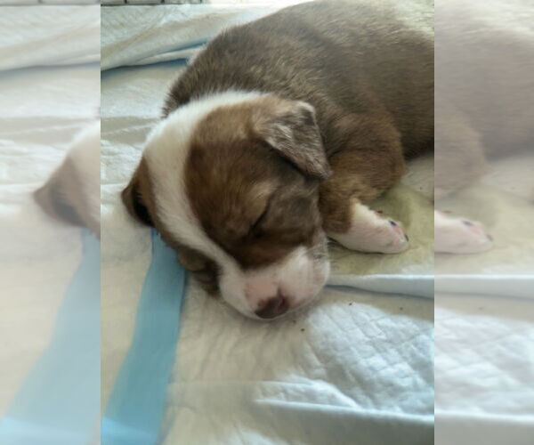 Medium Photo #4 Border-Aussie Puppy For Sale in Raleigh, NC, USA