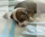 Small #3 Border-Aussie