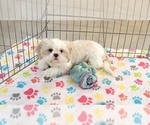 Small #4 Shih Tzu