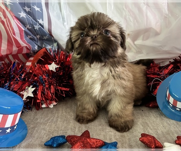 Medium Photo #3 Shih Tzu Puppy For Sale in DENTON, MD, USA