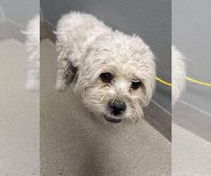 Mutt Dogs for adoption in Las Vegas, NV, USA
