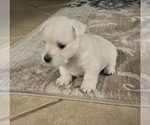 Small #13 West Highland White Terrier