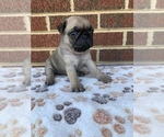 Small Photo #9 Pug Puppy For Sale in CHATTANOOGA, TN, USA