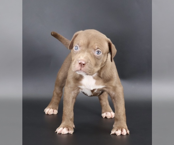 Medium Photo #1 American Bully Puppy For Sale in CHAMPAIGN, IL, USA
