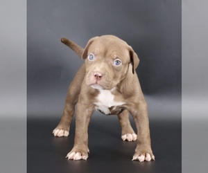 American Bully Puppy for sale in CHAMPAIGN, IL, USA