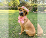 Small #4 Golden Retriever Mix