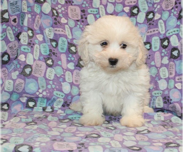 Medium Photo #11 Zuchon Puppy For Sale in BLOOMINGTON, IN, USA