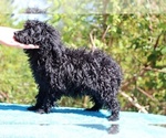 Small #42 Poodle (Toy)