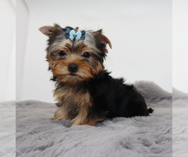 Medium Photo #3 Yorkshire Terrier Puppy For Sale in LOS ANGELES, CA, USA
