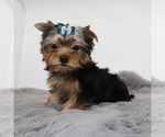Small #2 Yorkshire Terrier