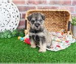 Small #12 Schnauzer (Miniature)