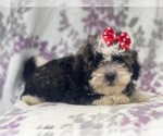Small Photo #11 Poovanese Puppy For Sale in LAKELAND, FL, USA