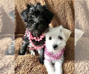 Poodle (Toy)-Schnauzer (Miniature) Mix Puppy for sale in WOODSTOCK, CT, USA