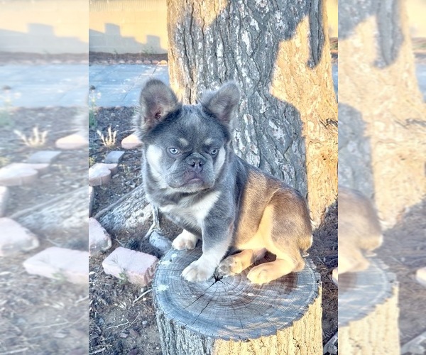 Medium Photo #2 French Bulldog Puppy For Sale in WEST HOLLYWOOD, CA, USA