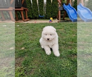 Samoyed Puppy for sale in CHERRY VALLEY, CA, USA