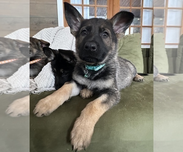 Medium Photo #4 German Shepherd Dog Puppy For Sale in PERKINSVILLE, VT, USA