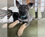 Small #3 German Shepherd Dog