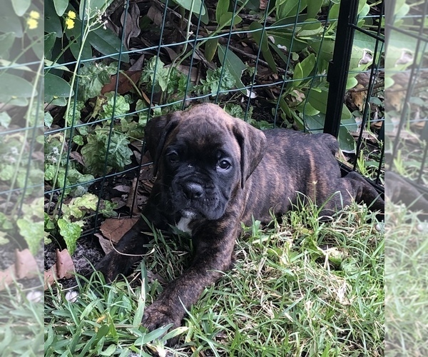 Medium Photo #3 Boxer Puppy For Sale in ORLANDO, FL, USA