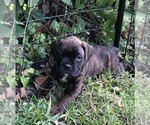 Small Photo #3 Boxer Puppy For Sale in ORLANDO, FL, USA