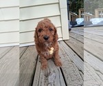 Small Photo #91 Goldendoodle (Miniature) Puppy For Sale in GASTONIA, NC, USA