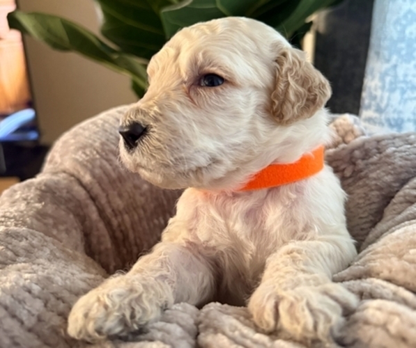Medium Photo #2 Goldendoodle mix (+ Poodle Standard) Puppy For Sale in EL PASO, TX, USA