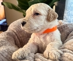 Small #1 Goldendoodle mix (+ Poodle Standard)