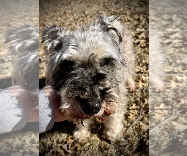 Medium Photo #8 Mutt Puppy For Sale in St. Louis Park, MN, USA