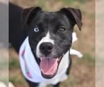 Small #1 Labrador Retriever Mix