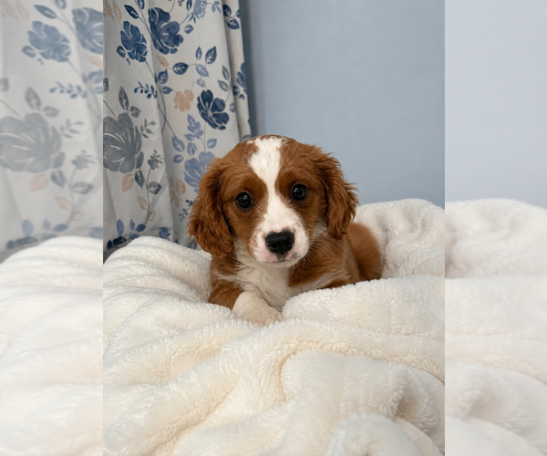 Medium Photo #7 Cavapoo (Miniature) Puppy For Sale in DURHAM, CT, USA