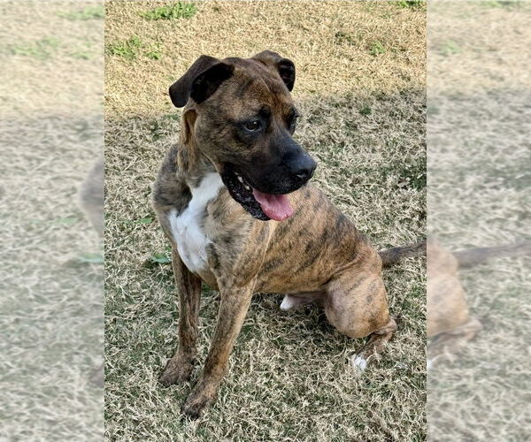 Medium Photo #3 Boxer-Unknown Mix Puppy For Sale in Austin, TX, USA