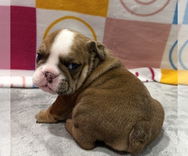 Medium Photo #6 English Bulldog Puppy For Sale in EVEREST, KS, USA