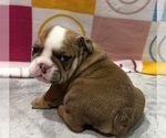 Small #5 English Bulldog