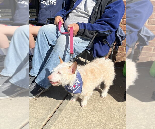 Medium Photo #8 Mutt Puppy For Sale in Mooresville, NC, USA