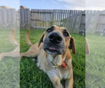 Small #1 Black Mouth Cur Mix