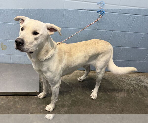 Medium Photo #3 Labrenees Puppy For Sale in Evansville, IN, USA