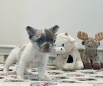 Small #1 French Bulldog